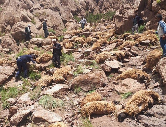 ما حقيقة الصور المستخدمة كمثال عن (سلوك القطيع)