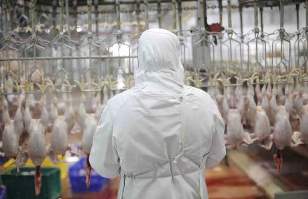 هل حظرت فرنسا الذبح الحلال للدواجن؟