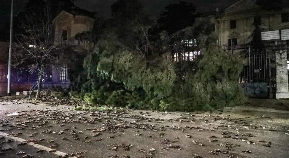 هل شهدت روما "ظاهرة غريبة" تسببت بنفوق عشرات الطيور؟