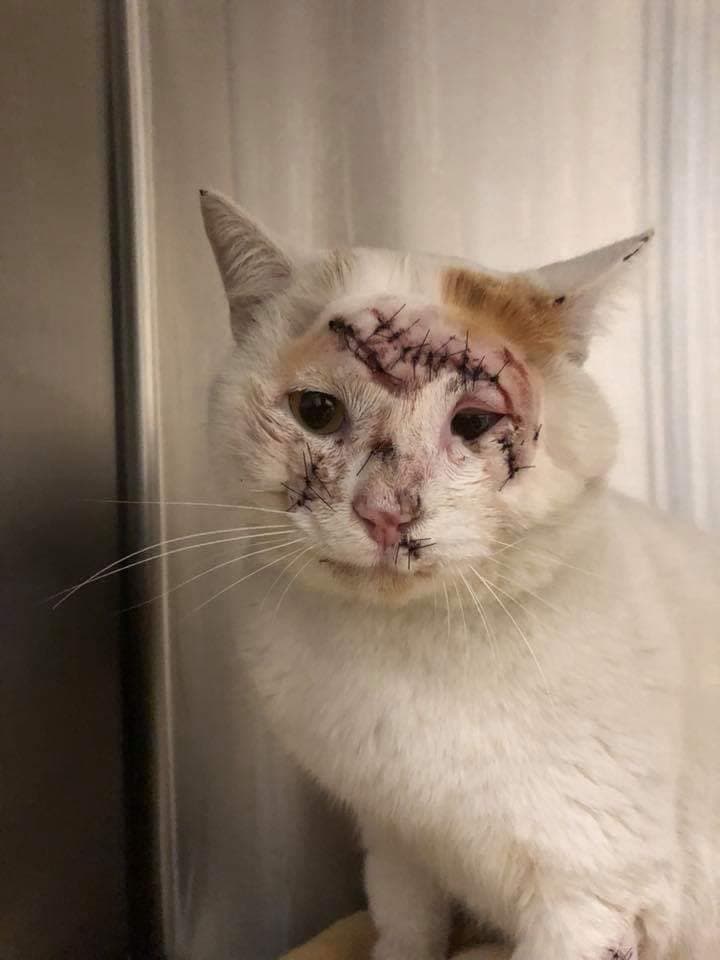 هذا القط ليس ضحية لقصف من قوات الأسد أو روسيا على إدلب