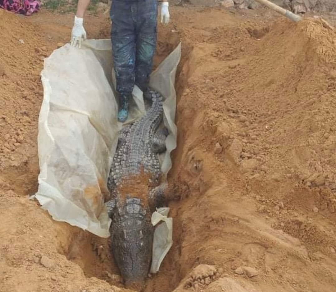 هل هذه صورة "آخر تمساح نفق في سوريا بسبب تناول كمية كبيرة من الخبز اليابس"؟