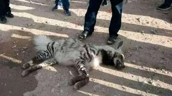 ما حقيقة "اصطياد ضبع مخطط بعد انقراضه رسمياً من العالم"؟