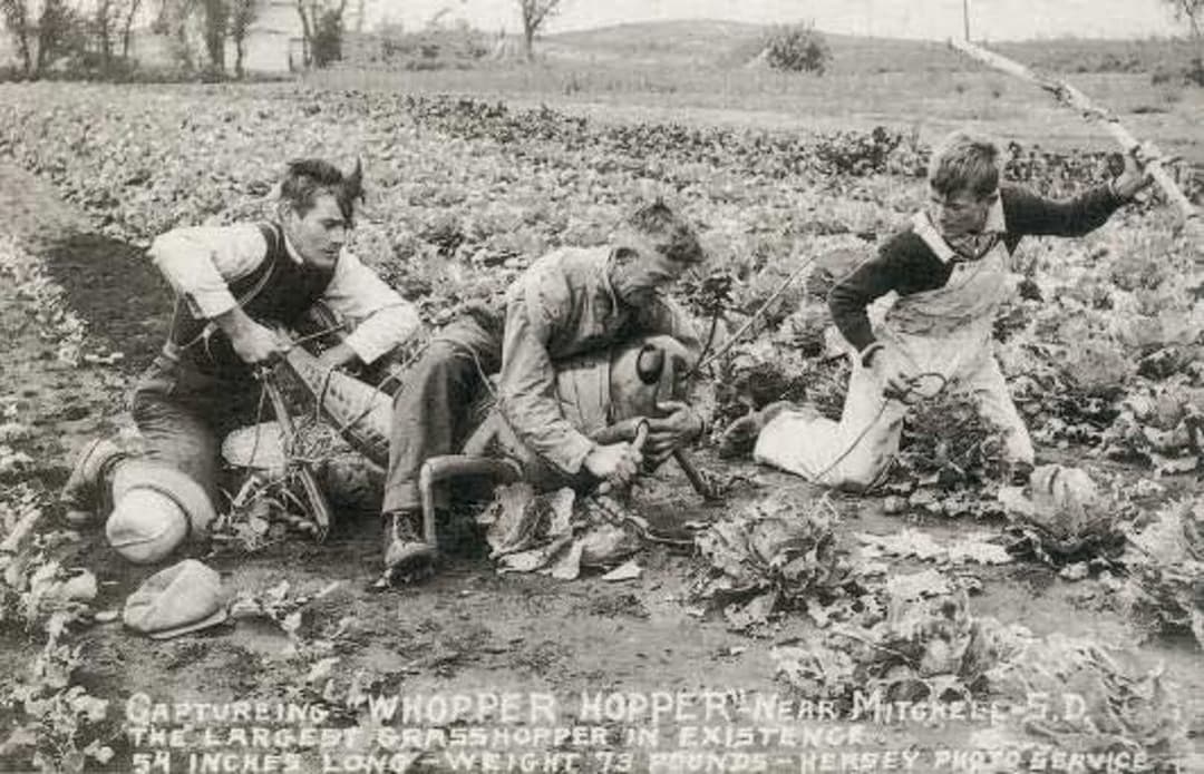 ما حقيقة صورة "اصطياد أكبر جرادة في العالم"؟