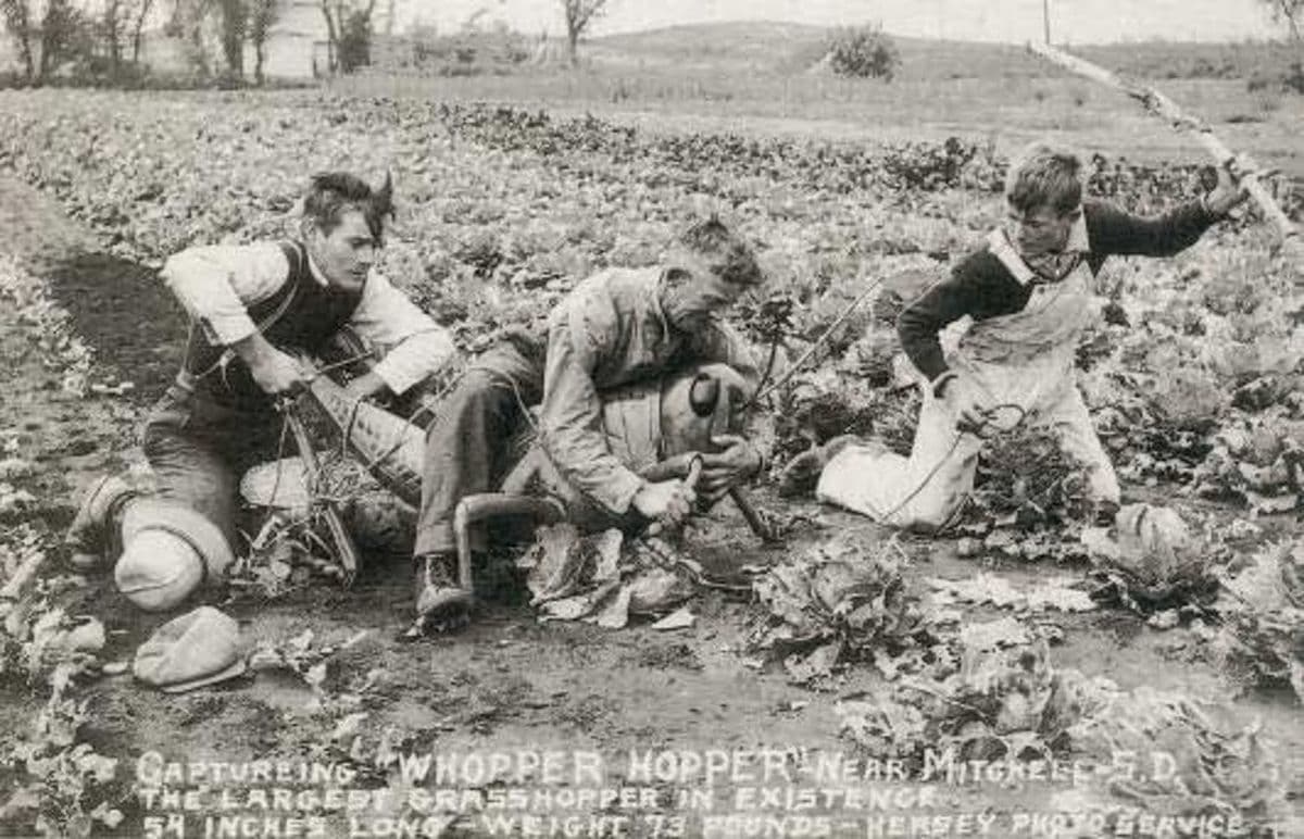 ما حقيقة صورة "اصطياد أكبر جرادة في العالم"؟