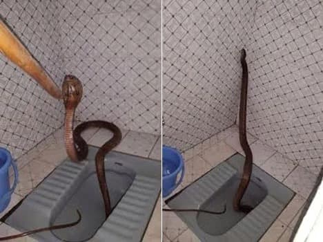 ما حقيقة الصور التي زُعم أنها لثعبان ضخم خرج من أحد الحمامات في سوريا؟