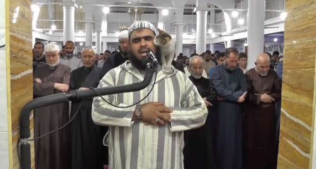 ما حقيقة تكريم الشيخ الجزائري وليد مهساس بعد تسلق قطة على كتفيه أثناء الصلاة؟