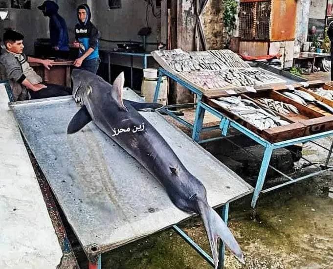 ما حقيقة اصطياد قرش أبيض كبير في جبلة؟