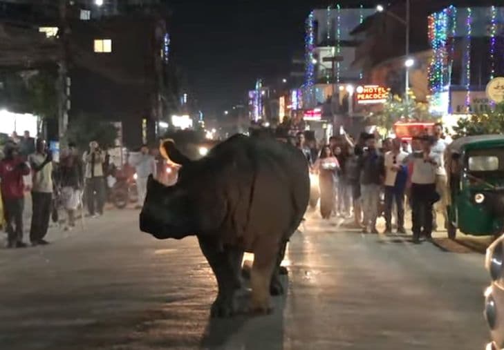 الفيديو ليس لتجول وحيد القرن في شوارع باريس