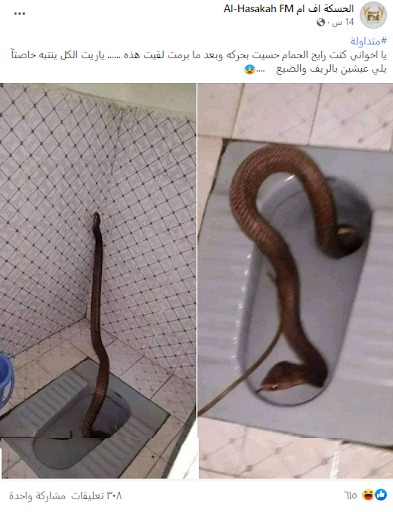 "ثعبان ضخم يخرج بشكل مفاجئ من أحد الحمامات في الحسكة" | كذب 